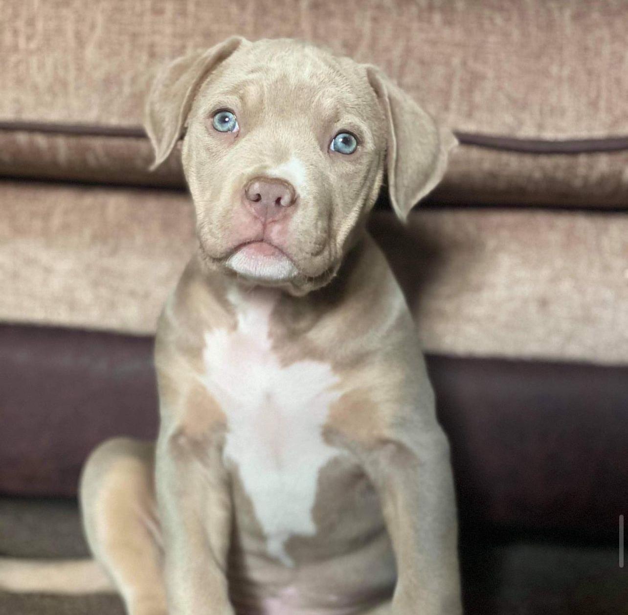 Meet Rex - Image 6