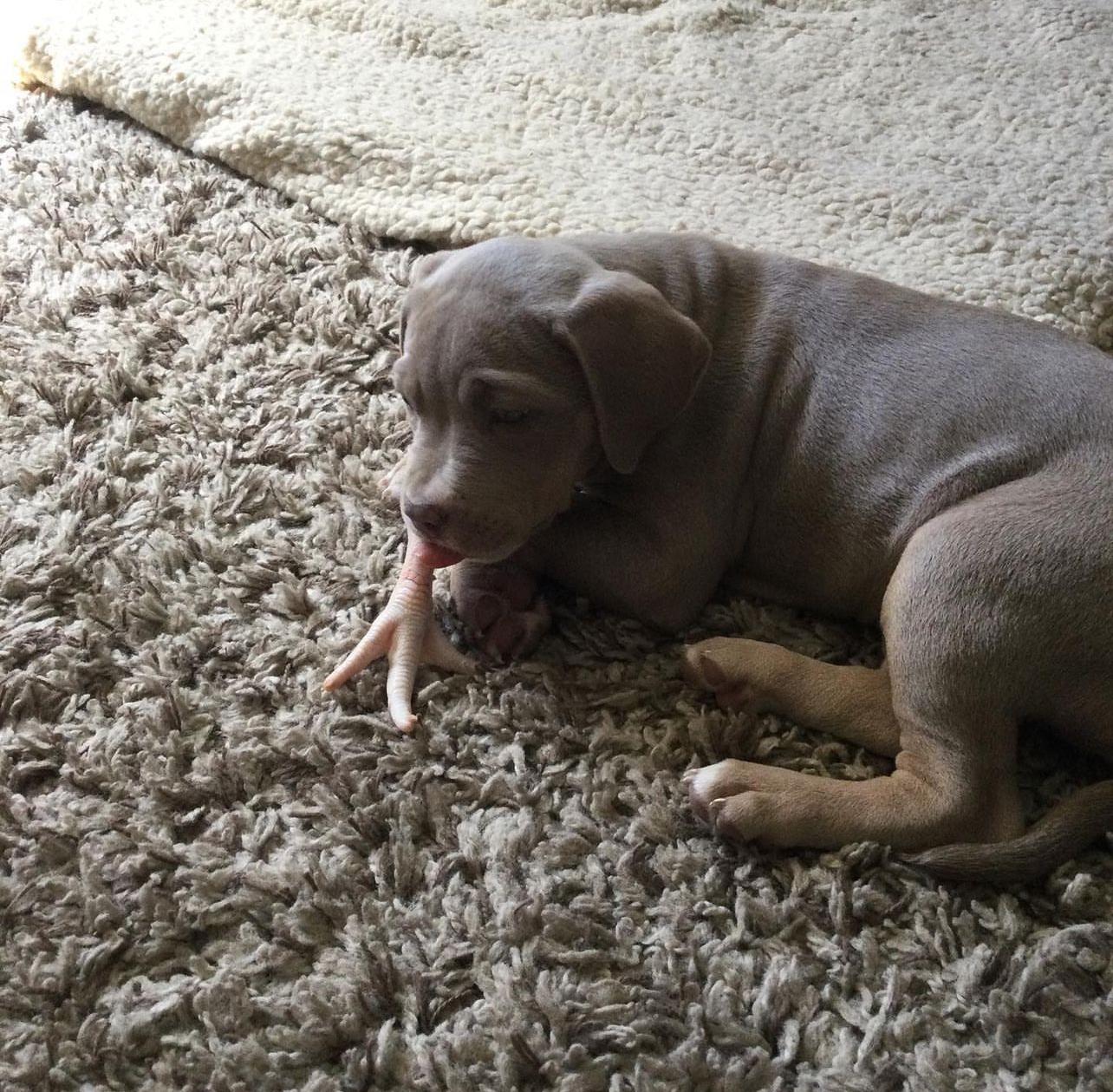 Meet Rex - Image 4
