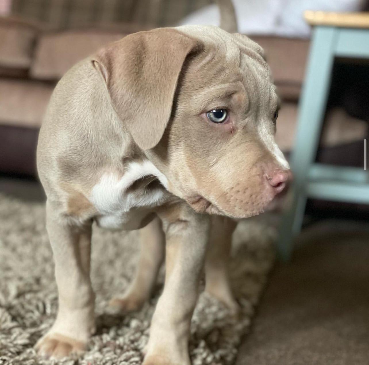 Meet Rex - Image 2