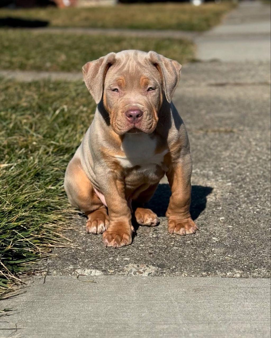Meet Riot