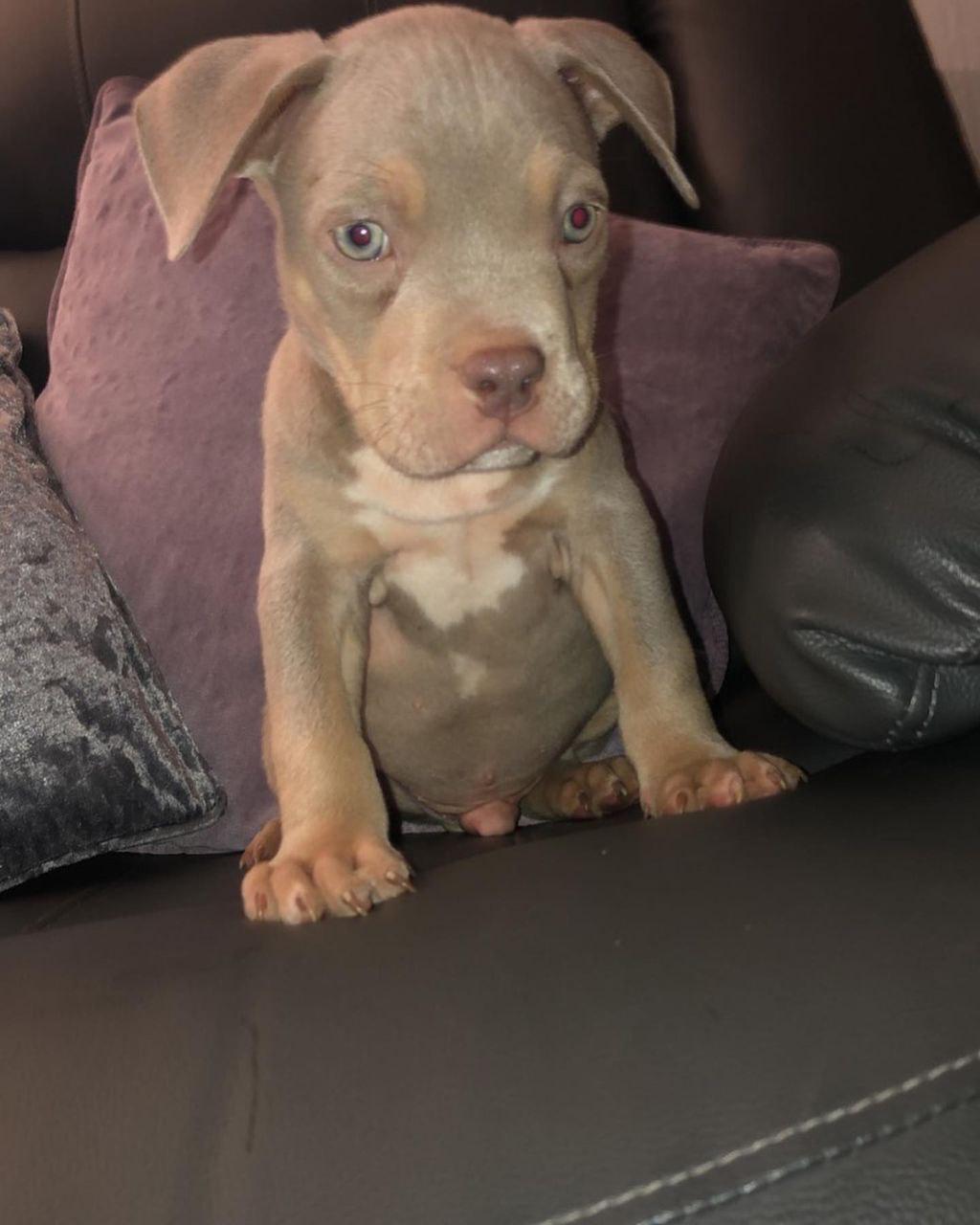 Meet Jax