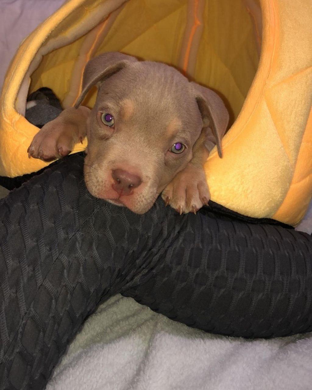 Meet Jax - Image 3