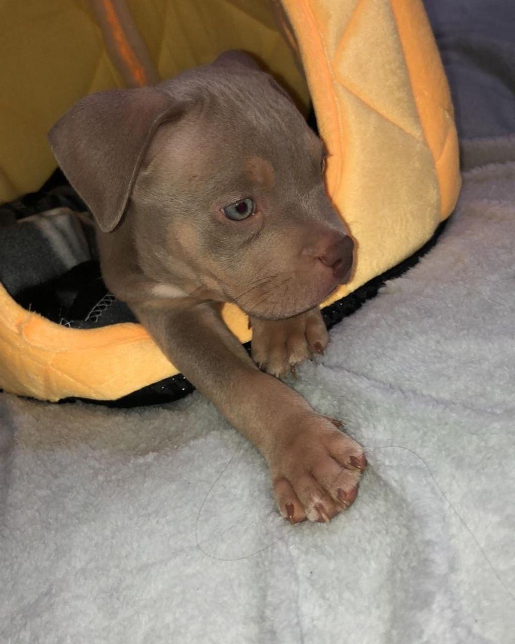 Meet Jax - Image 4