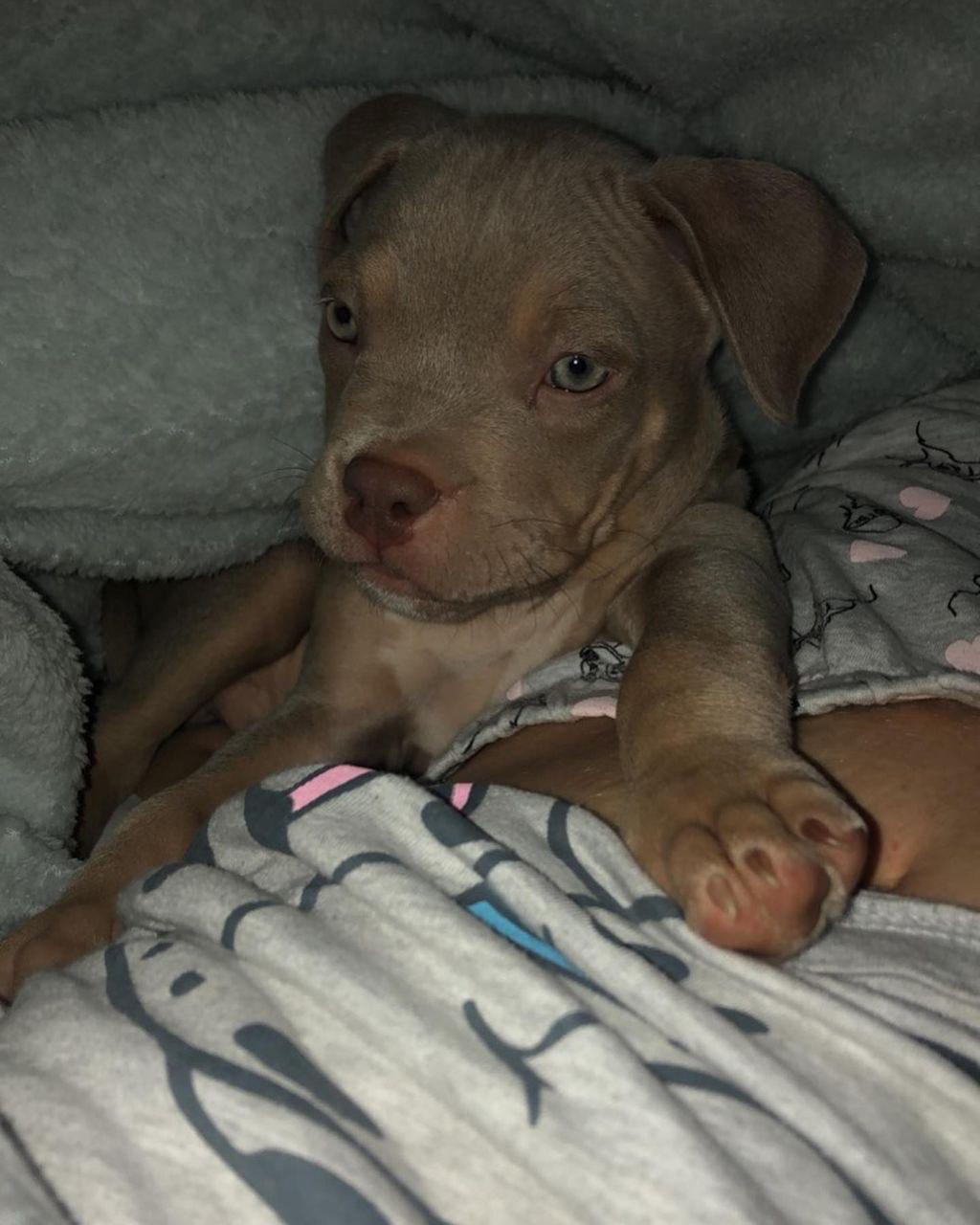 Meet Jax - Image 2