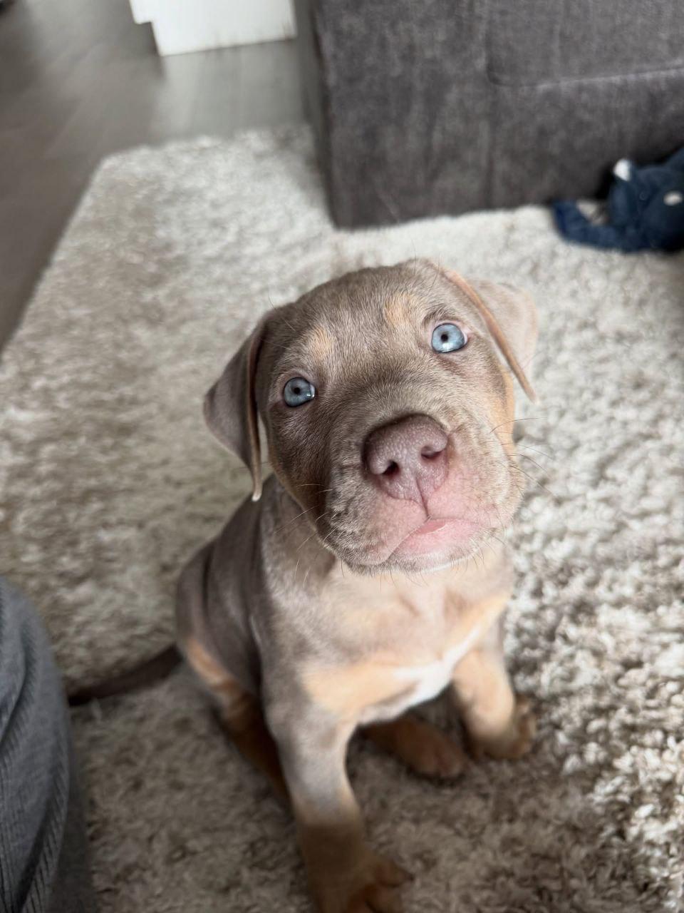 Meet Nala - Image 5