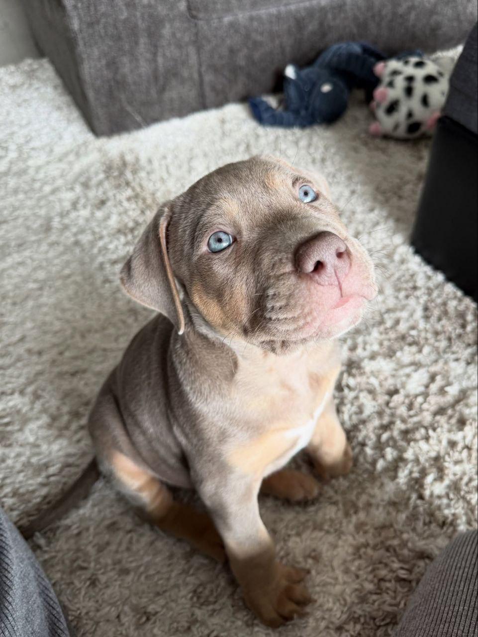 Meet Nala