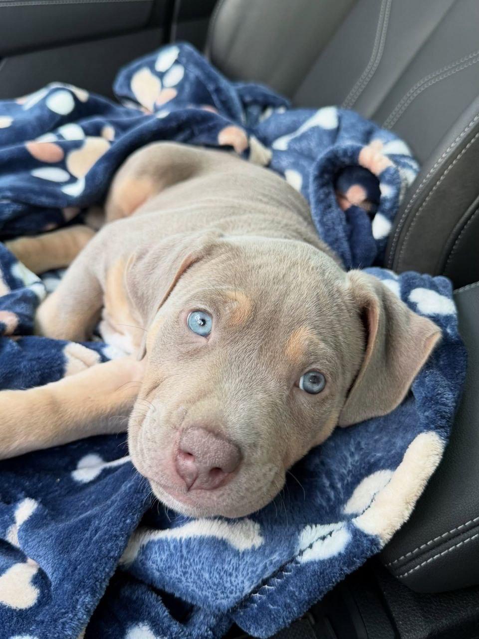 Meet Nala - Image 3