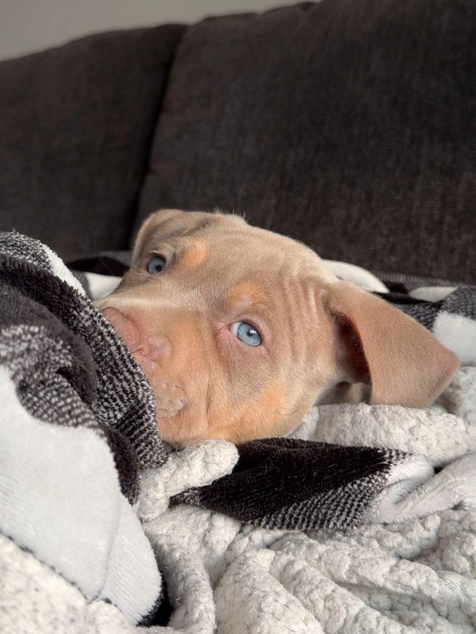 Meet Nala - Image 2