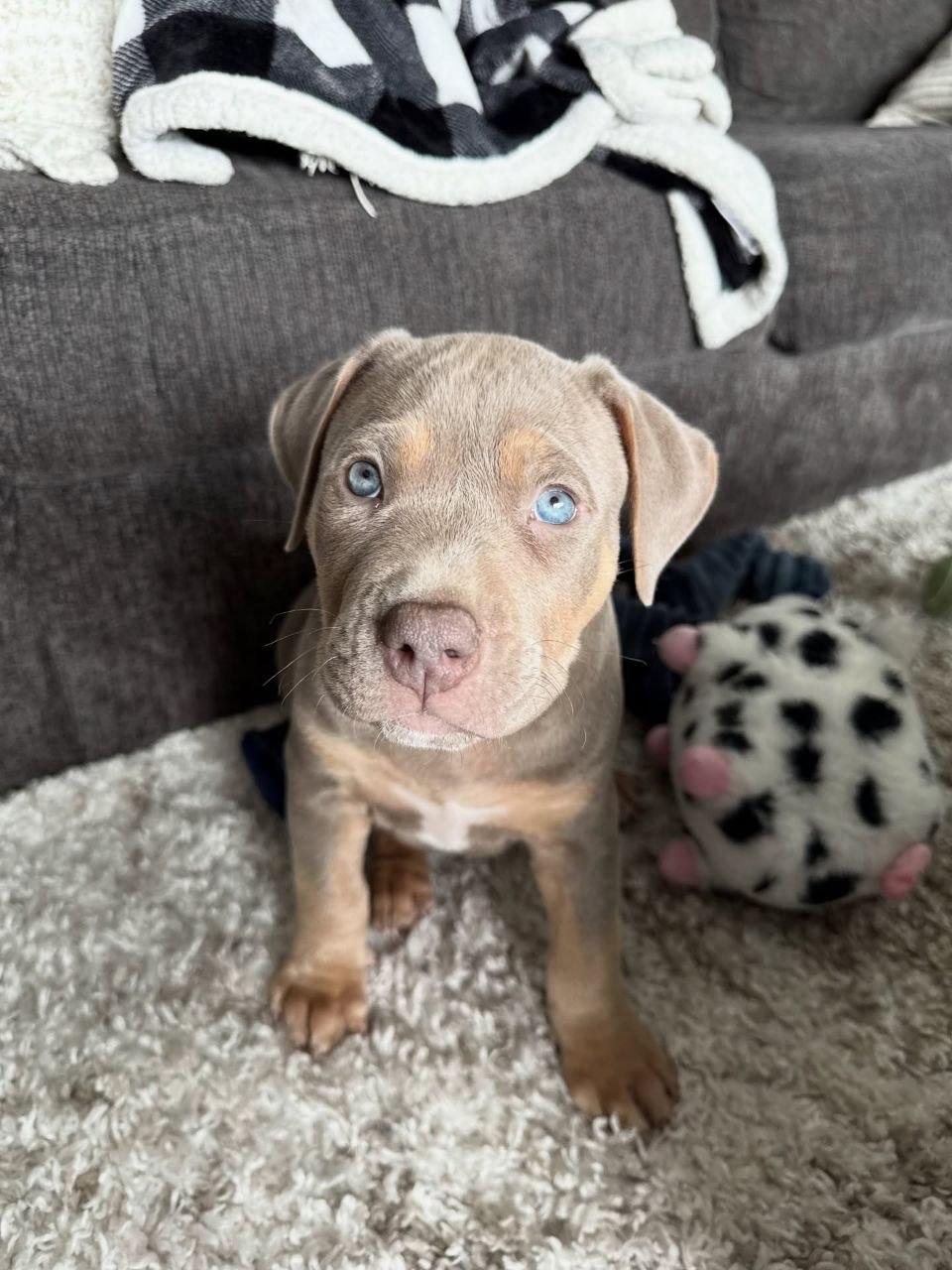 Meet Nala - Image 6